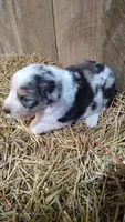Luke, a male Australian Shepherd for sale in Spencer, IN – 2 of 9