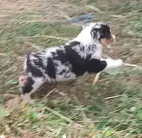 Emma, a female Australian Shepherd for sale in Spencer, IN – 8 of 10