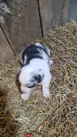 Heath, a male Australian Shepherd for sale in Spencer, IN – 6 of 10