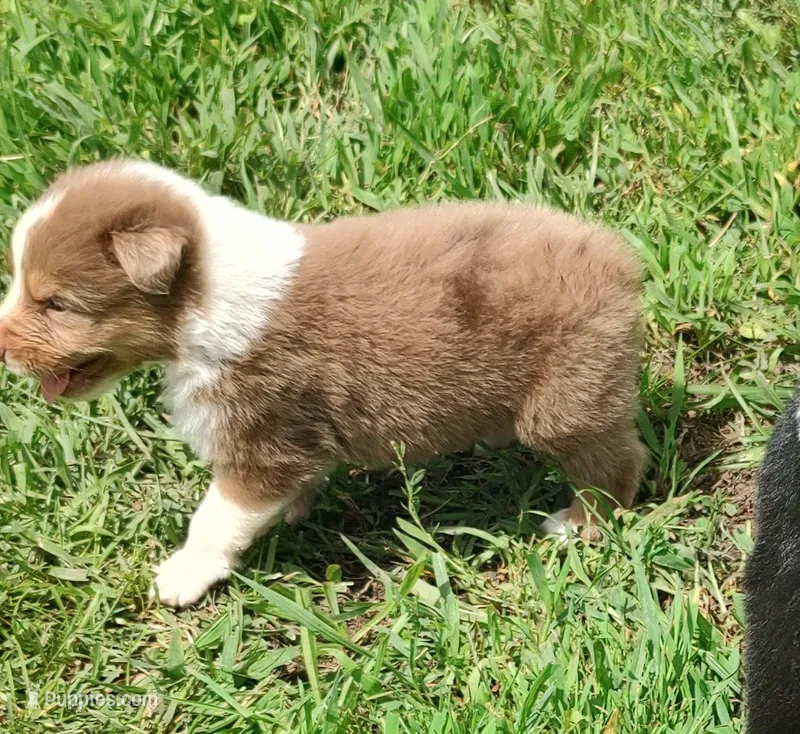 Dusty – Australian Shepherd puppy for sale in Spencer, IN