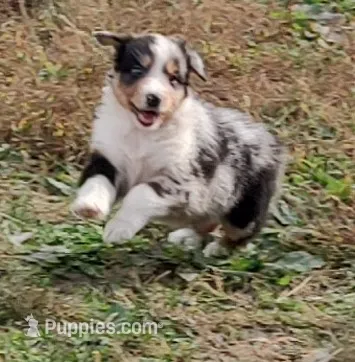 Emma – Australian Shepherd puppy for sale in Spencer, IN