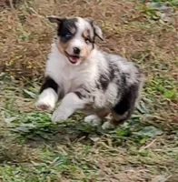 Emma, a female Australian Shepherd for sale in Spencer, IN – 2 of 10