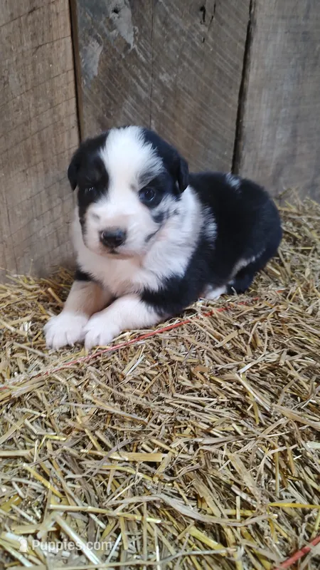 Carley – Australian Shepherd puppy for sale in Spencer, IN