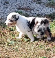 Henry , a male Australian Shepherd for sale in Spencer, IN – 5 of 10