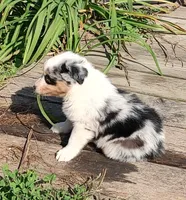 Henry , a male Australian Shepherd for sale in Spencer, IN – 6 of 10