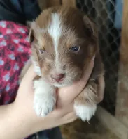 Rusty , a male Australian Shepherd for sale in Spencer, IN – 2 of 10