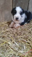 Carley, a male Australian Shepherd for sale in Spencer, IN – 5 of 6