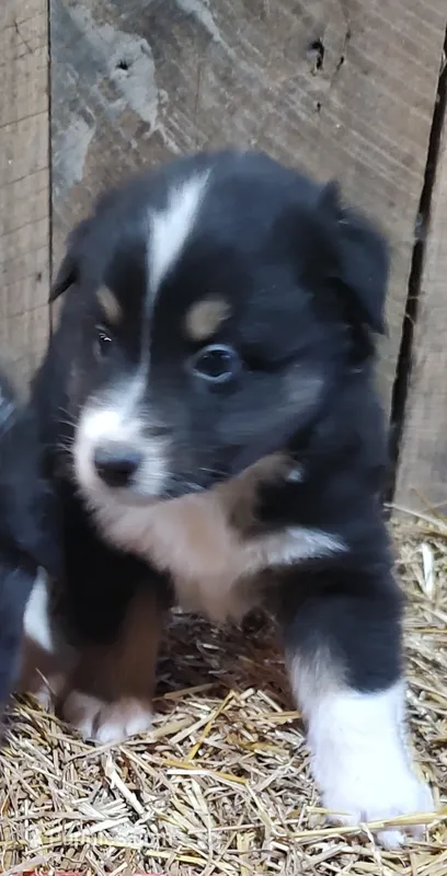 Rocky  – Australian Shepherd puppy for sale in Spencer, IN