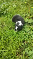 Chr, a male Australian Shepherd for sale in Spencer, IN – 7 of 10