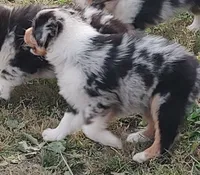 Emma, a female Australian Shepherd for sale in Spencer, IN – 4 of 10