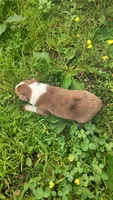 Dusty, a male Australian Shepherd for sale in Spencer, IN – 5 of 10