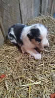 Luke, a male Australian Shepherd for sale in Spencer, IN – 8 of 9