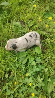 Berrie, a male Australian Shepherd for sale in Spencer, IN – 8 of 8
