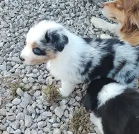Henry , a male Australian Shepherd for sale in Spencer, IN – 4 of 10
