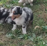 Emma, a female Australian Shepherd for sale in Spencer, IN – 1 of 10