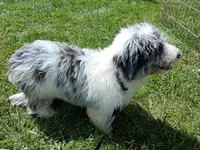 Rex, a male Miniature Aussiedoodle for sale in Elkton, MI – 4 of 10