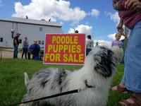 Rex, a male Miniature Aussiedoodle for sale in Elkton, MI – 8 of 10