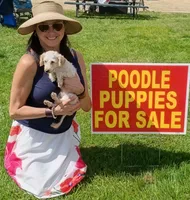Barney, a male Poodle - Toy  for sale in Elkton, MI – 1 of 2