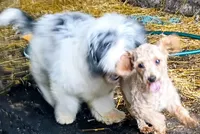 Rex, a male Miniature Aussiedoodle for sale in Elkton, MI – 7 of 10