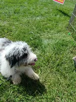 Rex, a male Miniature Aussiedoodle for sale in Elkton, MI – 6 of 10