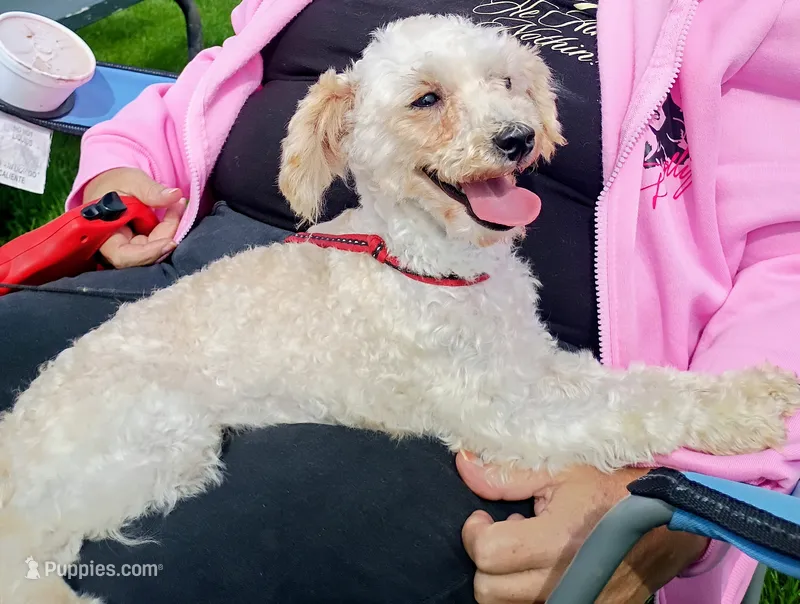 Dino – Poodle - Toy  puppy for sale in Elkton, MI