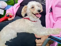 Dino, a male Poodle - Toy  for sale in Elkton, MI – 1 of 2