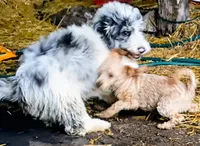 Rex, a male Miniature Aussiedoodle for sale in Elkton, MI – 3 of 10