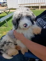 Rex, a male Miniature Aussiedoodle for sale in Elkton, MI – 2 of 10