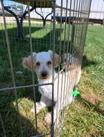 Barney, a male Poodle - Toy  for sale in Elkton, MI – 2 of 2