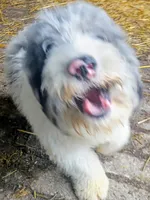 Rex, a male Miniature Aussiedoodle for sale in Elkton, MI – 5 of 10