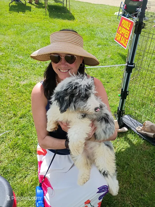 Rex – Miniature Aussiedoodle puppy for sale in Elkton, MI