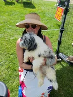 Rex, a male Miniature Aussiedoodle for sale in Elkton, MI – 9 of 10