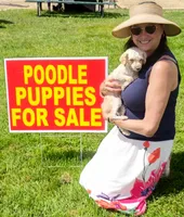 Dino, a male Poodle - Toy  for sale in Elkton, MI – 2 of 2