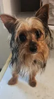 Cricket, a female Yorkshire Terrier for sale in Hernando, FL – Photo 1 of 5