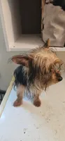 Cricket, a female Yorkshire Terrier for sale in Hernando, FL – Photo 4 of 5