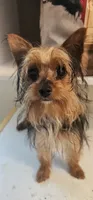 Cricket, a female Yorkshire Terrier for sale in Hernando, FL – Photo 5 of 5