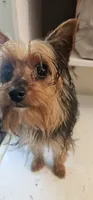 Cricket, a female Yorkshire Terrier for sale in Hernando, FL – Photo 2 of 5