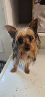 Cricket, a female Yorkshire Terrier for sale in Hernando, FL – Photo 3 of 5