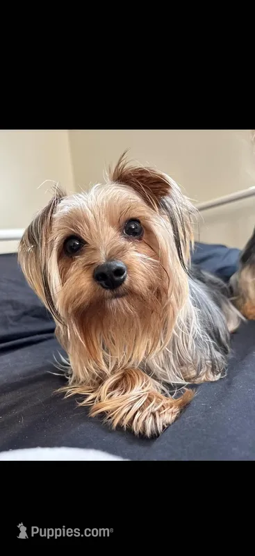 Gidgette – Yorkshire Terrier puppy for sale in Hernando, FL