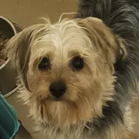 Gidgette, a female Yorkshire Terrier for sale in Hernando, FL – Photo 3 of 5