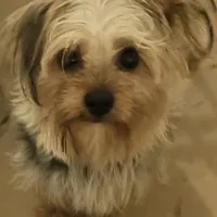 Gidgette, a female Yorkshire Terrier for sale in Hernando, FL – Photo 1 of 5