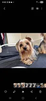 Gidgette, a female Yorkshire Terrier for sale in Hernando, FL – Photo 7 of 7