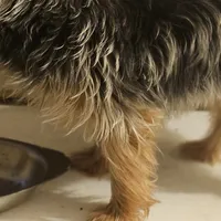 Gidgette, a female Yorkshire Terrier for sale in Hernando, FL – Photo 5 of 5