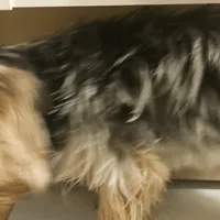 Gidgette, a female Yorkshire Terrier for sale in Hernando, FL – Photo 4 of 5