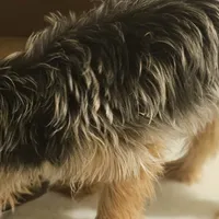 Gidgette, a female Yorkshire Terrier for sale in Hernando, FL – Photo 2 of 5