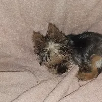 Liberty, a female Yorkshire Terrier for sale in Hernando, FL – Photo 2 of 5