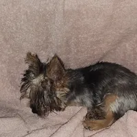 Liberty, a female Yorkshire Terrier for sale in Hernando, FL – Photo 3 of 5