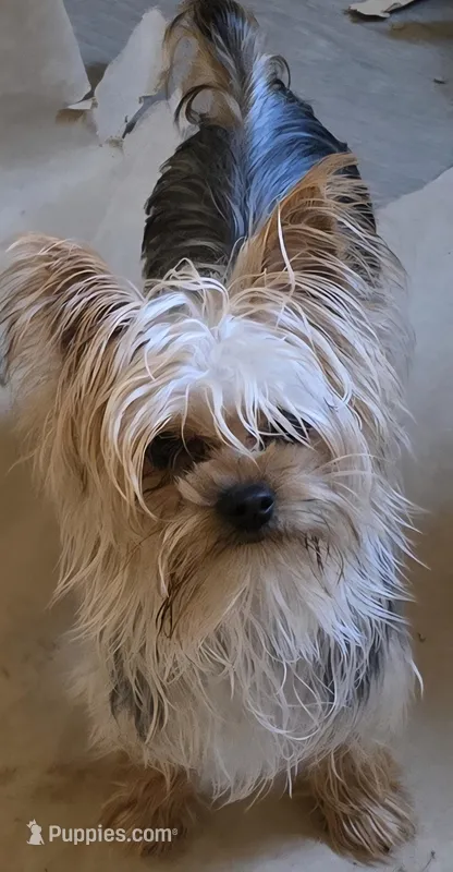 Liberty – Yorkshire Terrier puppy for sale in Hernando, FL