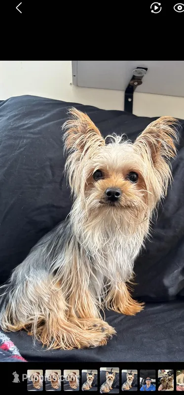 Liberty – Yorkshire Terrier puppy for sale in Hernando, FL