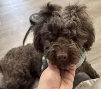 Coco, a female Poodle - Miniature  for sale in Longview, TX – Photo 1 of 3